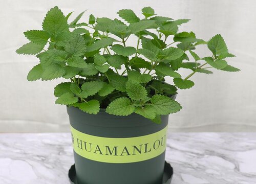 薄荷一盆种几株好
