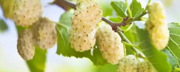 新鲜白桑椹怎么保存最好