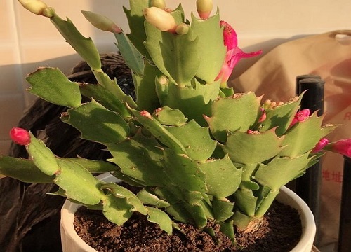 休眠期的蟹爪兰如何养护