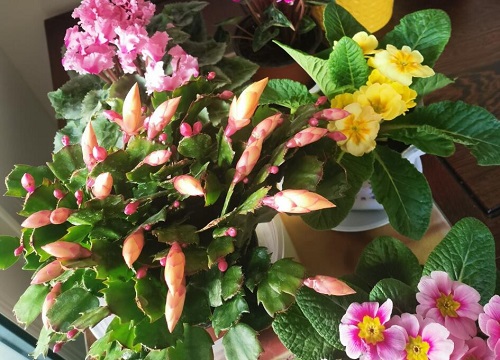 休眠期的蟹爪兰如何养护