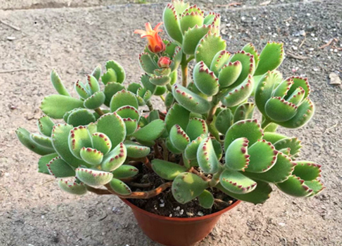 熊童子怎么度夏安全