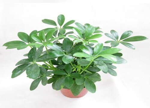 鸭掌木如何养根轻松爆盆