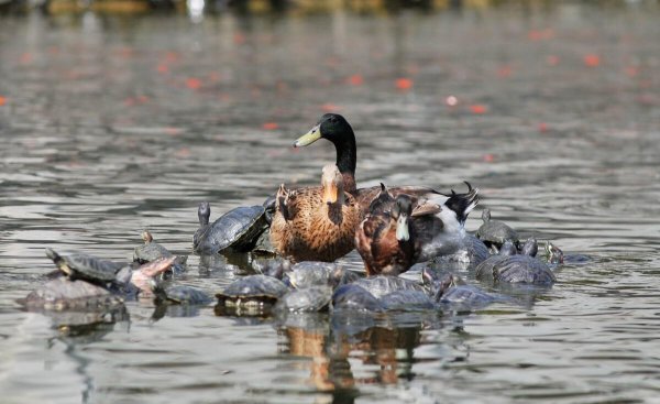 外来物种有哪些