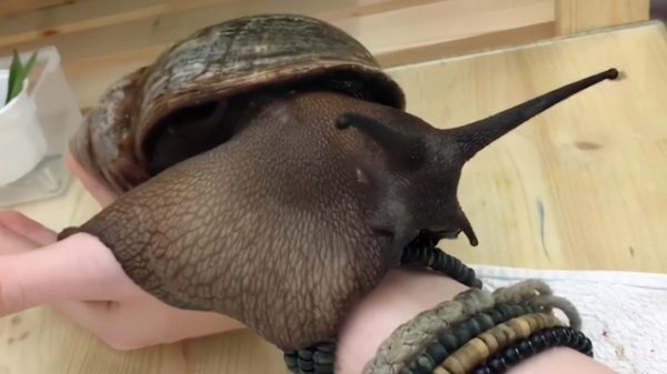 外来物种有哪些