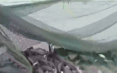 外来物种有哪些