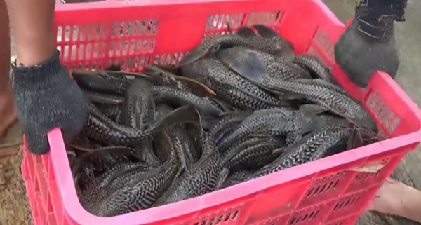 外来物种有哪些