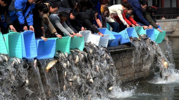 外来物种有哪些