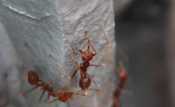 外来物种有哪些