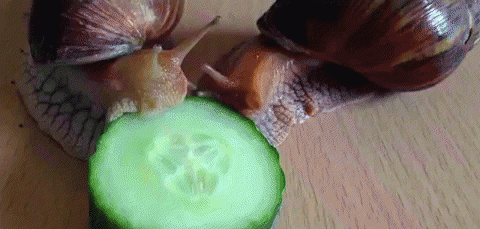 外来物种有哪些