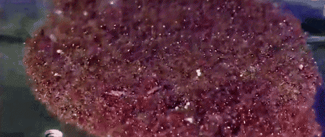 外来物种有哪些