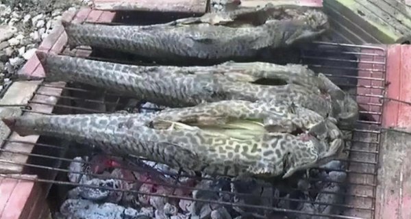 外来物种有哪些