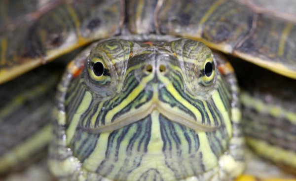 外来物种有哪些