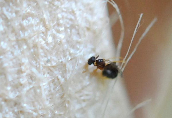 外来物种有哪些