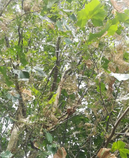 外来物种有哪些