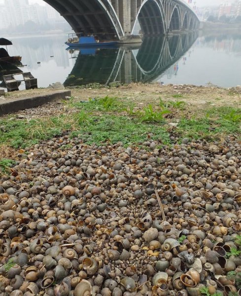 外来物种有哪些