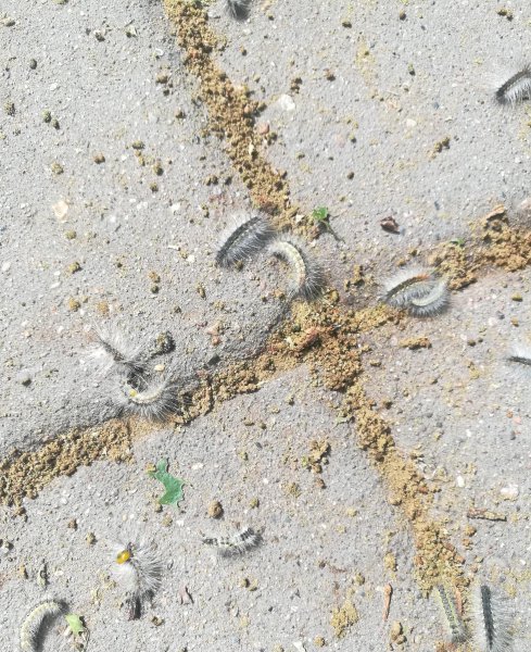 外来物种有哪些