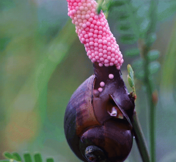 外来物种有哪些