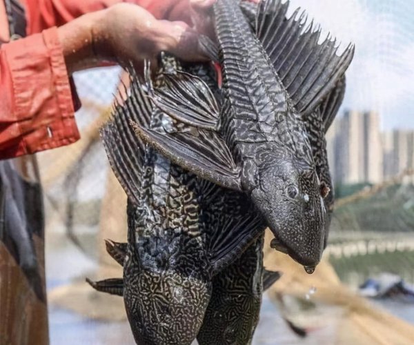 外来物种有哪些