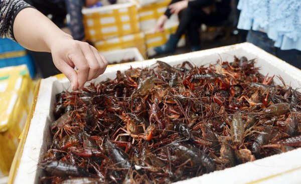 外来物种有哪些