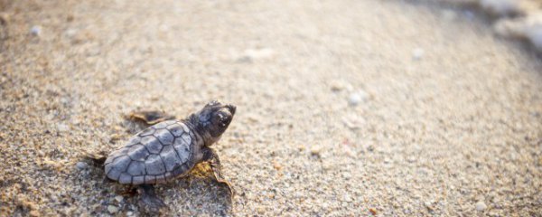 招财铜乌龟的摆放禁忌