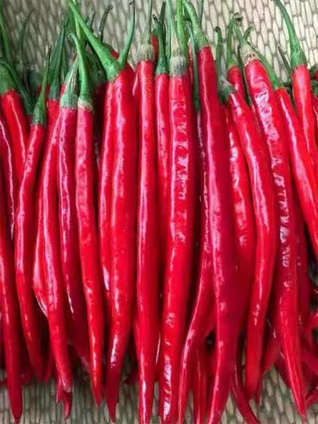 辣椒苗移栽后几天能打药