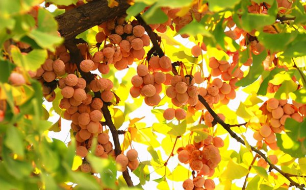 白果最简单的去壳方法