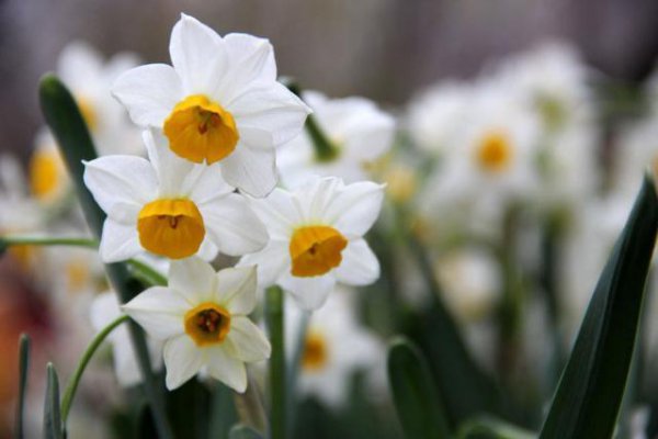 水仙花的籽可以种吗