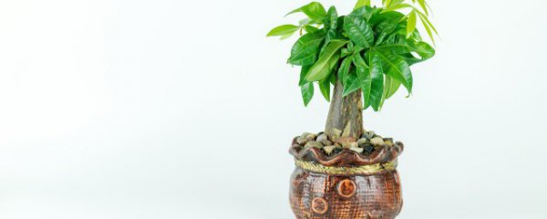 客厅适合摆放什么树