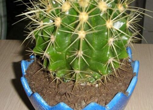 金虎仙人球怎么换土