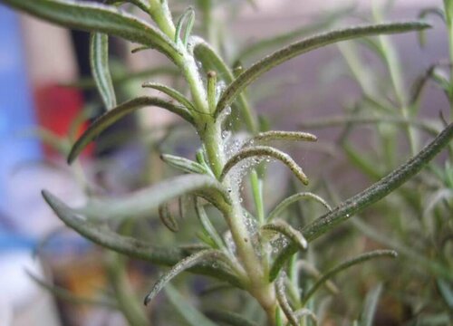 迷迭香花期是什么时候