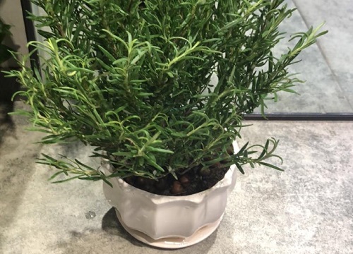 迷迭香花期是什么时候