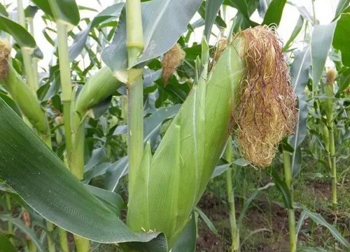 亩产3000斤的玉米品种