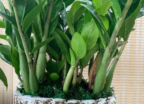 金钱树如何养护叶片油亮