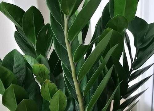 金钱树如何养护叶片油亮