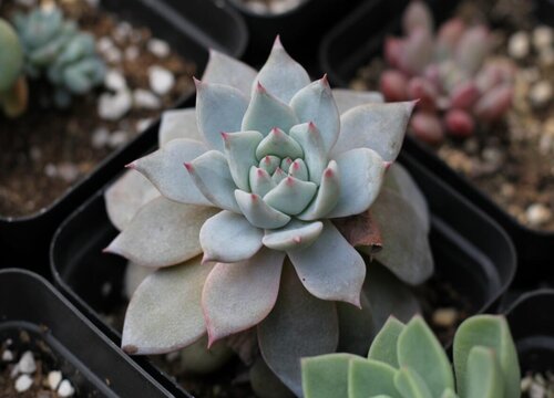 粉蓝鸟多肉怎么养