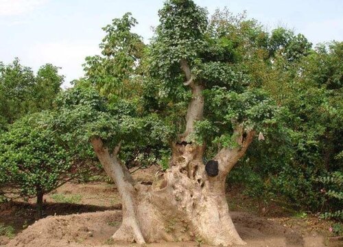 对节白蜡生长速度快吗