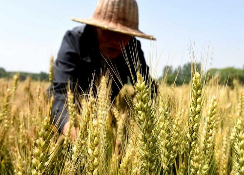 矮杆高产大穗小麦品种