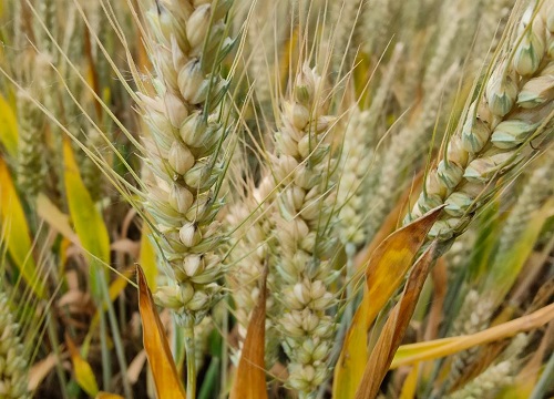 矮杆高产大穗小麦品种