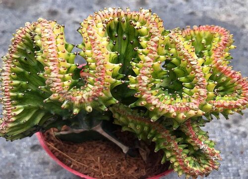 麒麟花可以水培吗