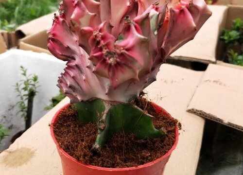 麒麟花可以水培吗