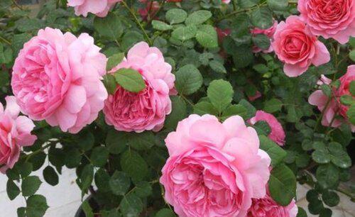 月季长盲枝多是什么原因