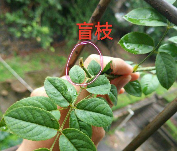 月季长盲枝多是什么原因