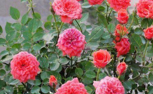 月季长盲枝多是什么原因