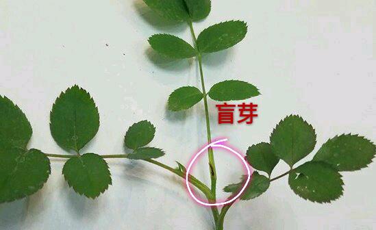 月季长盲枝多是什么原因