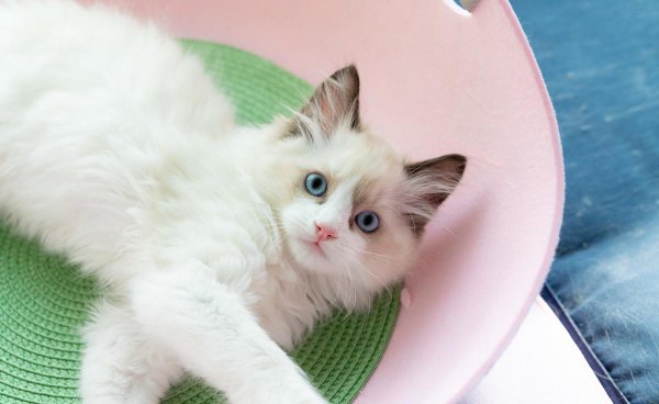 什么猫适合新手女生养