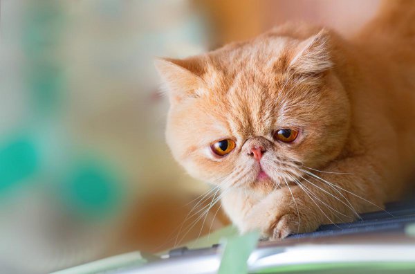 什么猫适合新手女生养