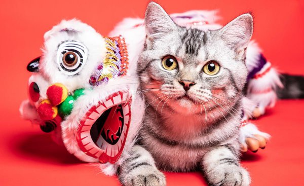 什么猫适合新手女生养