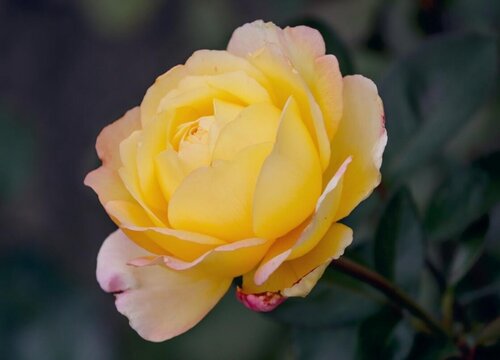 月季花叶子干枯怎么办