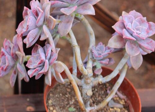 多肉植物喜阴还是喜阳光