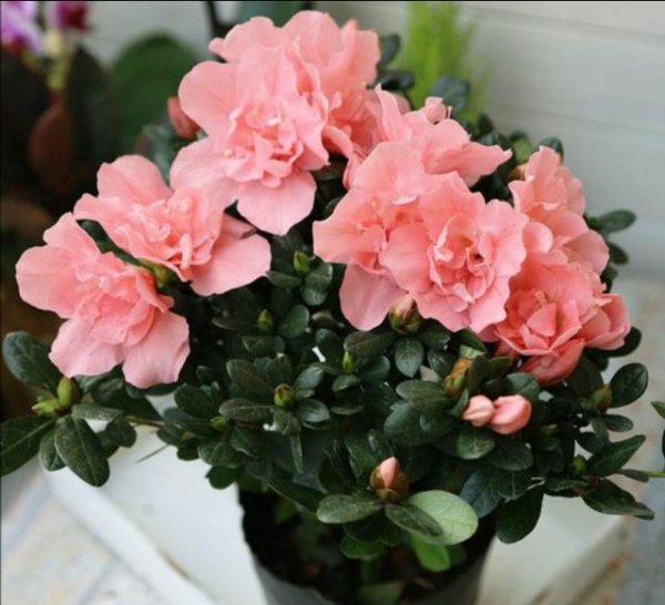 杜鹃花在家里怎样才能养好